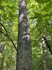 Liriodendron tulipifera