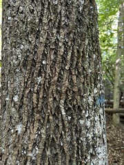 Liriodendron tulipifera