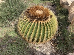 Kroenleinia grusonii