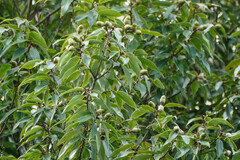 Quercus myrsinifolia