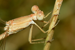 Lestes concinnus