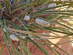 Lomandra leucocephala