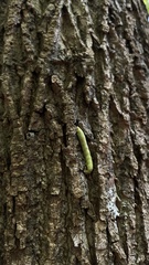 Liriodendron tulipifera