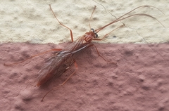 Ophion obscuratus