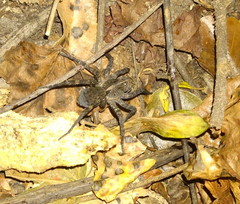 Tigrosa georgicola