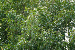 Quercus myrsinifolia