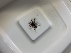 Steatoda nobilis
