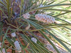 Lomandra leucocephala