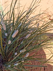 Lomandra leucocephala