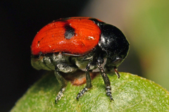 Urodera dilaticollis