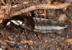 Philonthus decorus