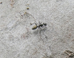Camponotus aeneopilosus