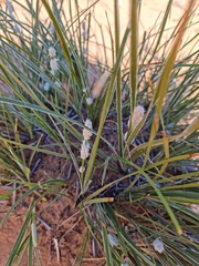 Lomandra leucocephala