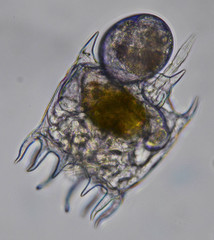 Plationus patulus