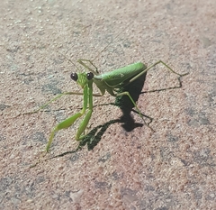 Sphodromantis viridis