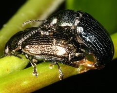 Phratora vitellinae