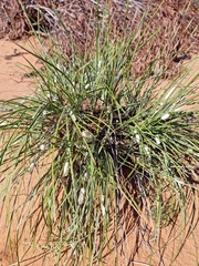 Lomandra leucocephala