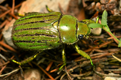 Chrysina gloriosa