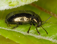 Phratora