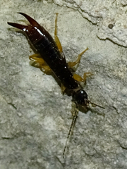 Neodermaptera