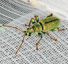 Phyllobius argentatus