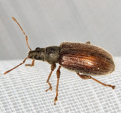 Phyllobius oblongus