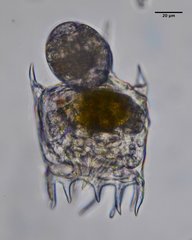 Plationus patulus
