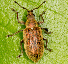 Phyllobius pyri