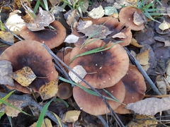Armillaria borealis