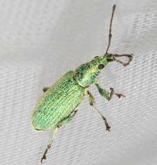 Phyllobius maculicornis