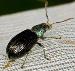 Phyllobius viridicollis