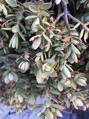 Veronica pinguifolia