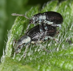 Phyllobius viridicollis