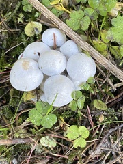 Hygrophorus eburneus
