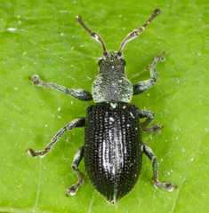 Phyllobius viridicollis