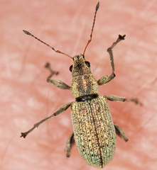 Polydrusus cervinus