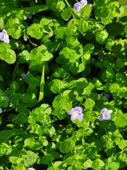 Veronica filiformis
