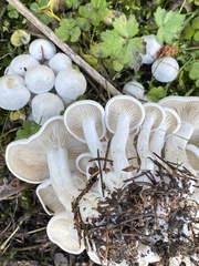 Hygrophorus eburneus