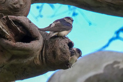 Petrochelidon nigricans