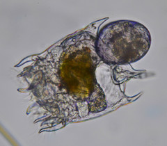 Plationus patulus