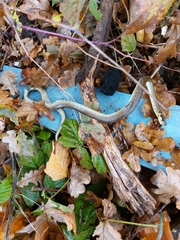 Zamenis longissimus