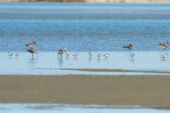 Anarhynchus frontalis