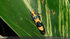 Chrysaeglia magnifica