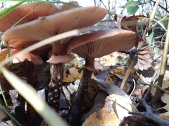 Armillaria borealis