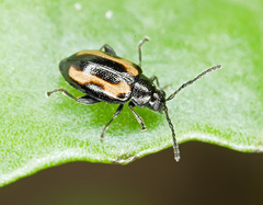 Phyllotreta striolata