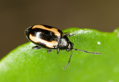 Phyllotreta striolata