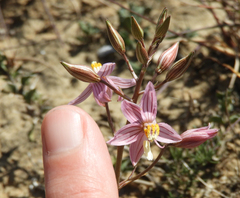 Cyanella lutea rosea