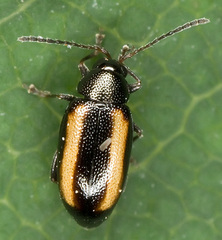 Phyllotreta undulata