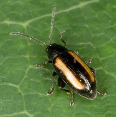 Phyllotreta undulata