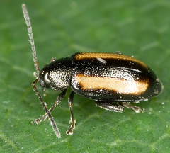 Phyllotreta undulata